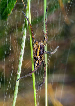 A spider with bright yellow stripes on its sides weaves its web in the forest. Two paws lost in the battle.の写真素材