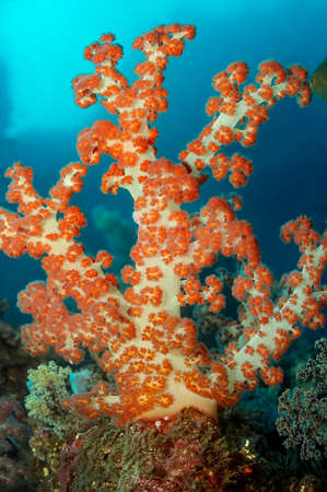 Bright soft tree-like coral of the genus Dendronephthya is orange in color with a white trunk against a background of blue water.の写真素材