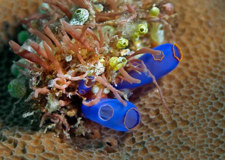 Different types, shapes and colors (green, blue, beige) of sea sponges on hard coral. Underwater...