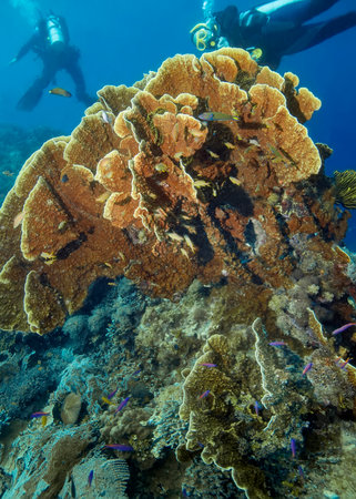 A reef with corals of different shapes and textures with drivers in the background. The lamellar...