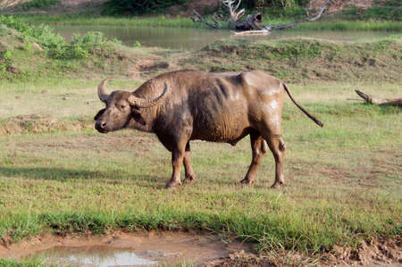 Wild buffalo after a favorite mud bath. Now he is not afraid of flies, gadflies, or mosquitoes. Sri...