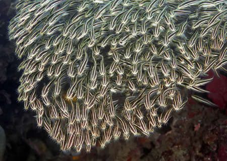 A school of striped Eel-catfish. Fry are kept in large flocks in order to protect themselves from predators. Philippinesの写真素材
