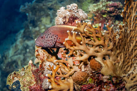 A predatory grouper lurked in the corals, waiting for its prey. Its body is red-yellow-orange in color, its head is covered with dark spots. Philippines.の写真素材