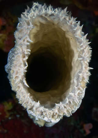 Light-colored sea sponge close-up. Top view. Underwater photography, Philippines.