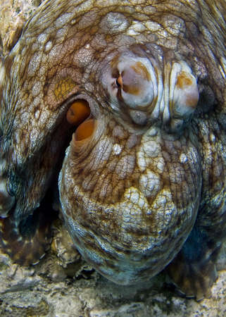 The octopus hid its tentacles and acquired a color and texture similar to stone. Trying to hide from an annoying photographer.の写真素材