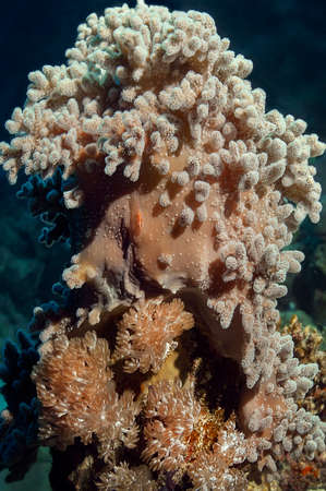 Sarcophyton-in the upper part of the coral block. It looks like a sponge, but when the polyps come out, it becomes "fluffy". Below is the Xeniidae coral, its tentacles like flowers.の写真素材