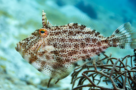 Bristle-tail Filefish is brownish in color with darker spots and peas of brown, yellow, blue color all over the body. This species is very well camouflaged. Malaysiaの写真素材