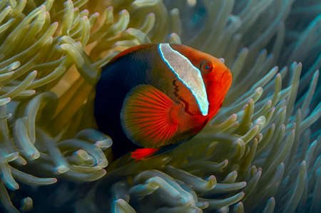Bridled anemone fish in an olive anemone with pink tips. The body is bright red, suffused with black, the fins are also red, a white vertical wide stripe behind the eyes.の写真素材