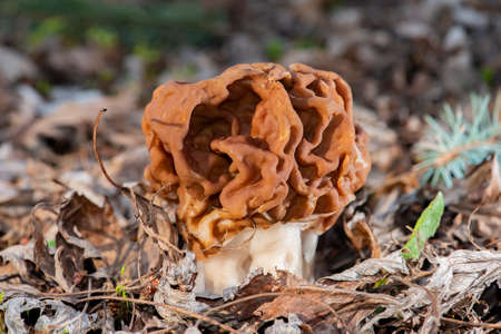 Gifts of the forest. Spring mushroom strochok breaks through the dry foliage. It has an orange cap shaped like a brain or walnut.の写真素材