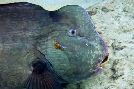 Bumphead parrot. Sipadan Island, the east coast of Malaysian Borneo in the state of Sabah. A very large fish swims past the divers. They chew corals with their powerful jaws.の写真素材