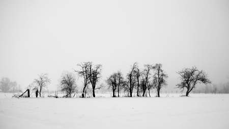 Tress and snow. Winter landscape. Black and white.の写真素材
