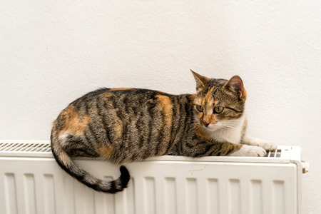 domestic cat relaxing on a warm radiatorの写真素材