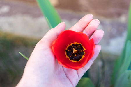 One beautiful open red tulip in woman handのeditorial素材