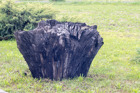 Ancient carbonized fossil bog oak stump, 3000 years old, on grass in back yardの写真素材