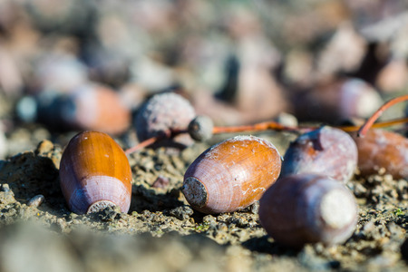 Acorns, or oak nuts on the ground, closeup, macro