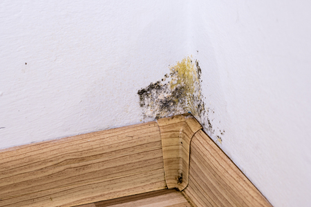 Black mold and moisture in the corner of room on white wall. Closeup macro.の写真素材