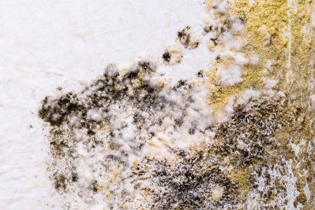 Black mold on wall. Closeup macro.の写真素材