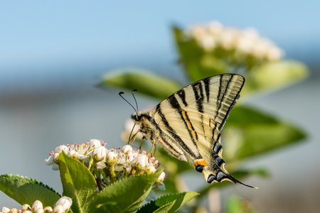 Papilio machaon, the common yellow swallowtail butterfly. Closeup.の写真素材
