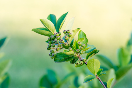 Aronia melanocarpa (black chokeberry) green berries on the tree bushの写真素材