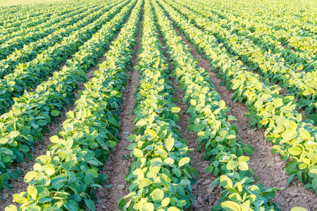 Genetically modified soybean in the field or GMO soybean, Glycine maxの写真素材