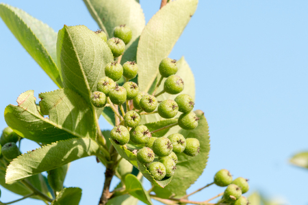 Aronia melanocarpa or black chokeberry tree and green berries on the bush under blue sky background.の写真素材