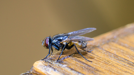 Housefly, closeup view, on the wooden table. Musca domestica.の写真素材