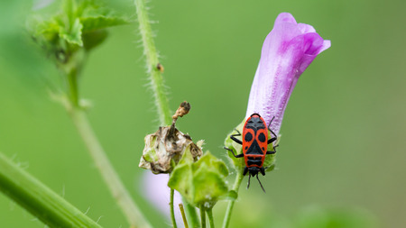 Firebug (Pyrrhocoris apterus) on pink flower of Common Mallow or Malva sylvestrisの写真素材