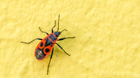 Closeup view of Firebug insect (Pyrrhocoris apterus) on yellow wall. Macro.