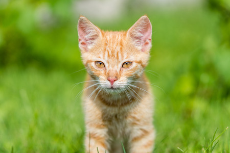 Portrait of cute kitten on grass. Shallow depth of filed.の写真素材