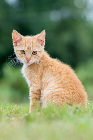 Portrait of adorable young striped cat, sitting on the grass. Shallow depth of filed.の写真素材