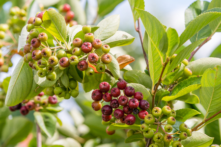 Chokeberry ripening on tree branch. Aronia melanocarpa, closeup.の写真素材