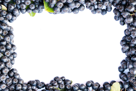 Fresh chokeberry background (Aronia melanocarpa) isolated on white with copy space for yours text.の写真素材