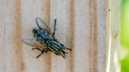 Common Housefly, closeup top view, on the wooden background. Musca domestica.の写真素材