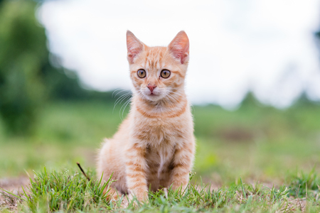 Portrait of cute young striped cat, sitting on the grass. Shallow depth of filed.の写真素材