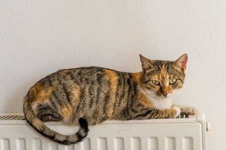 domestic cat relaxing on a warm radiatorの写真素材