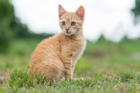 Portrait of cute young striped cat, sitting on the grass. Shallow depth of filed.の写真素材