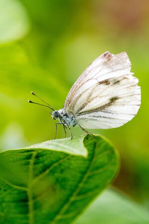 Small cabbage white butterfly or Pieris rapae standing on the leaf.の写真素材