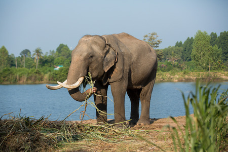 The elephants graze with Clary