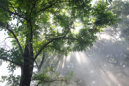 light through the trees in fog ,Rays Of Light , sun beamの写真素材