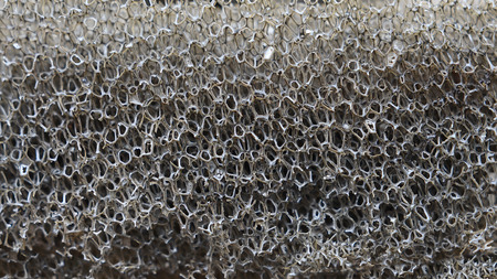Sponge Structureの写真素材