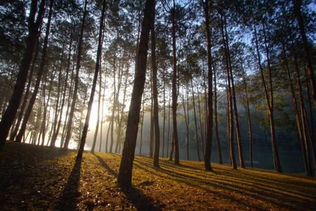 Sunrise through the treeの写真素材
