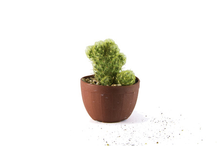 Cactusの写真素材