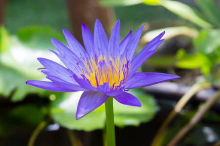 lotus flowerの写真素材