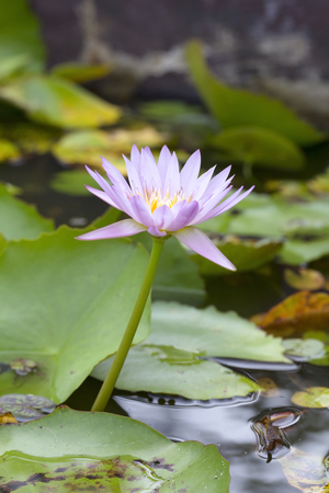 Lotus flowerの写真素材