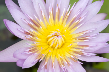 Lotus flowerの写真素材