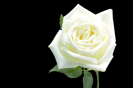 White Rose on black backgroundの写真素材