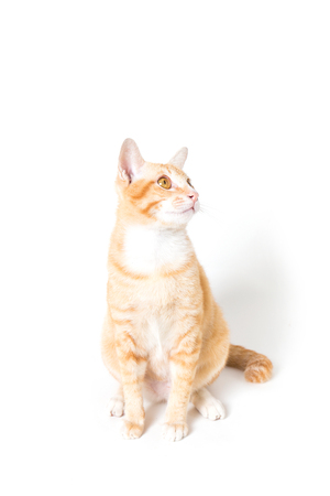 Orange little Cat on white backgroundの写真素材