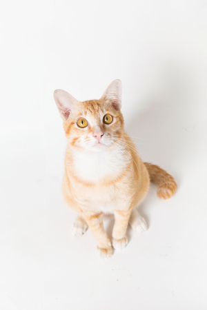 Orange little Cat on white backgroundの写真素材