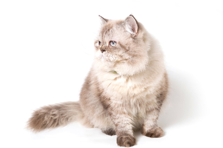 Persian Cat. white backgroundの写真素材