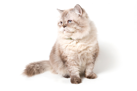 Persian Cat. white backgroundの写真素材